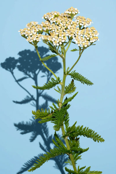 Achillea Nobilis