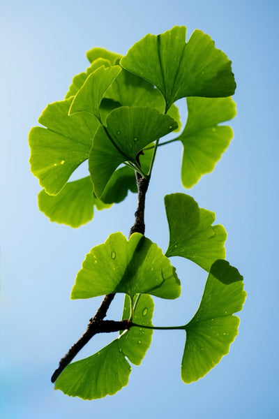 Ginkgo Biloba