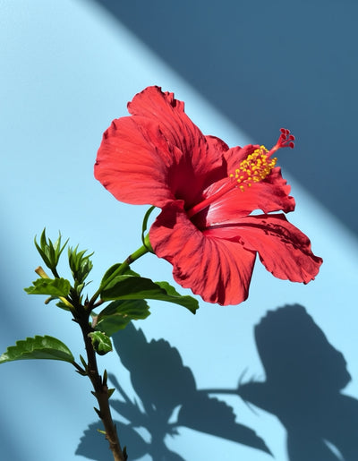 Hibiscus