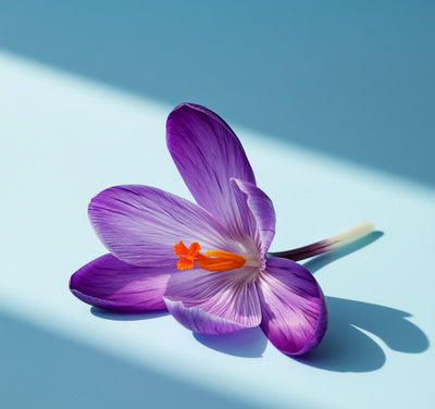 Saffron Oil